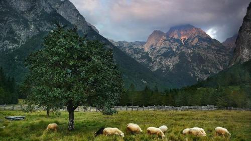 urlaub am bauernhof Trenta Wohnung zimmer Slowenien