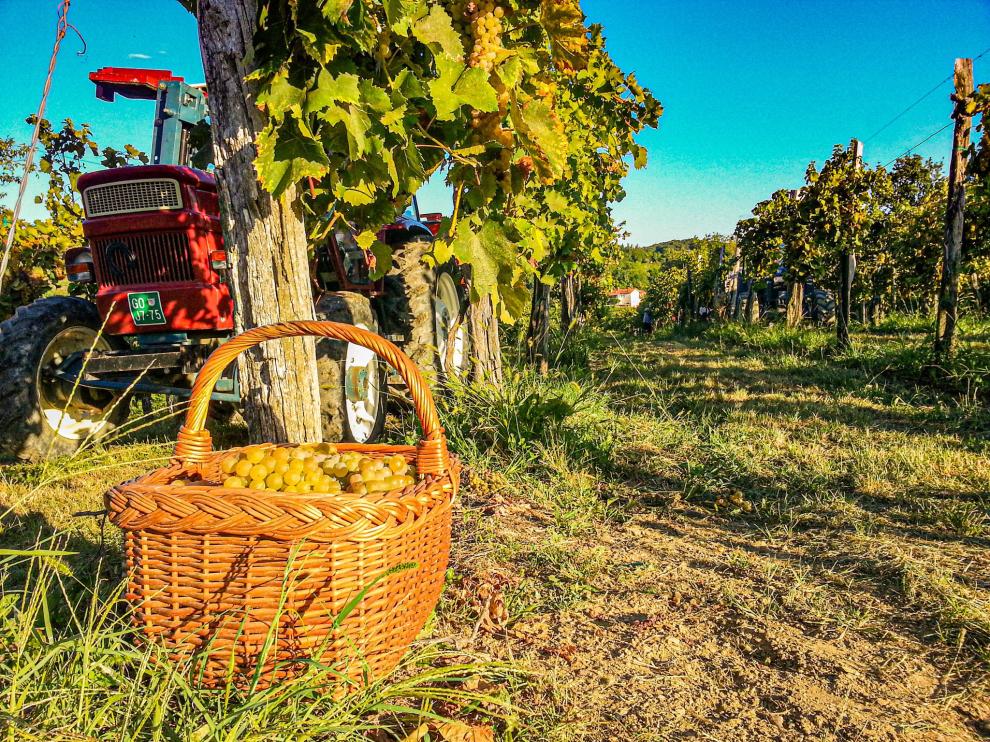 Peršolja vina iz brd