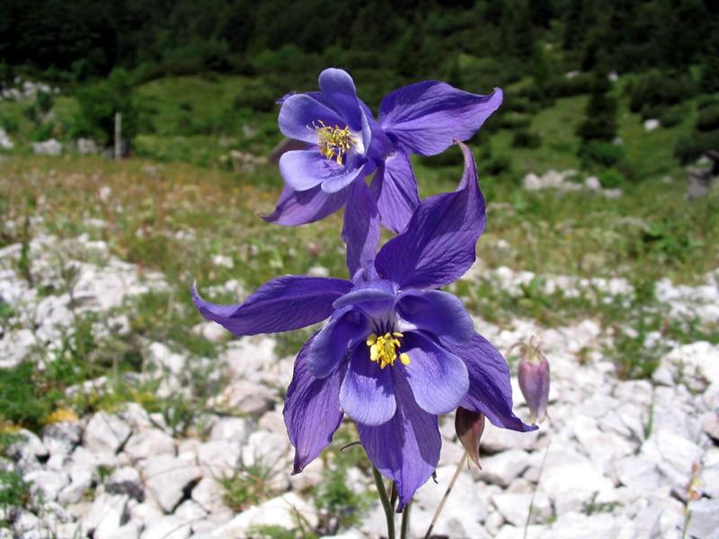 Voden Fotolov Bohinj